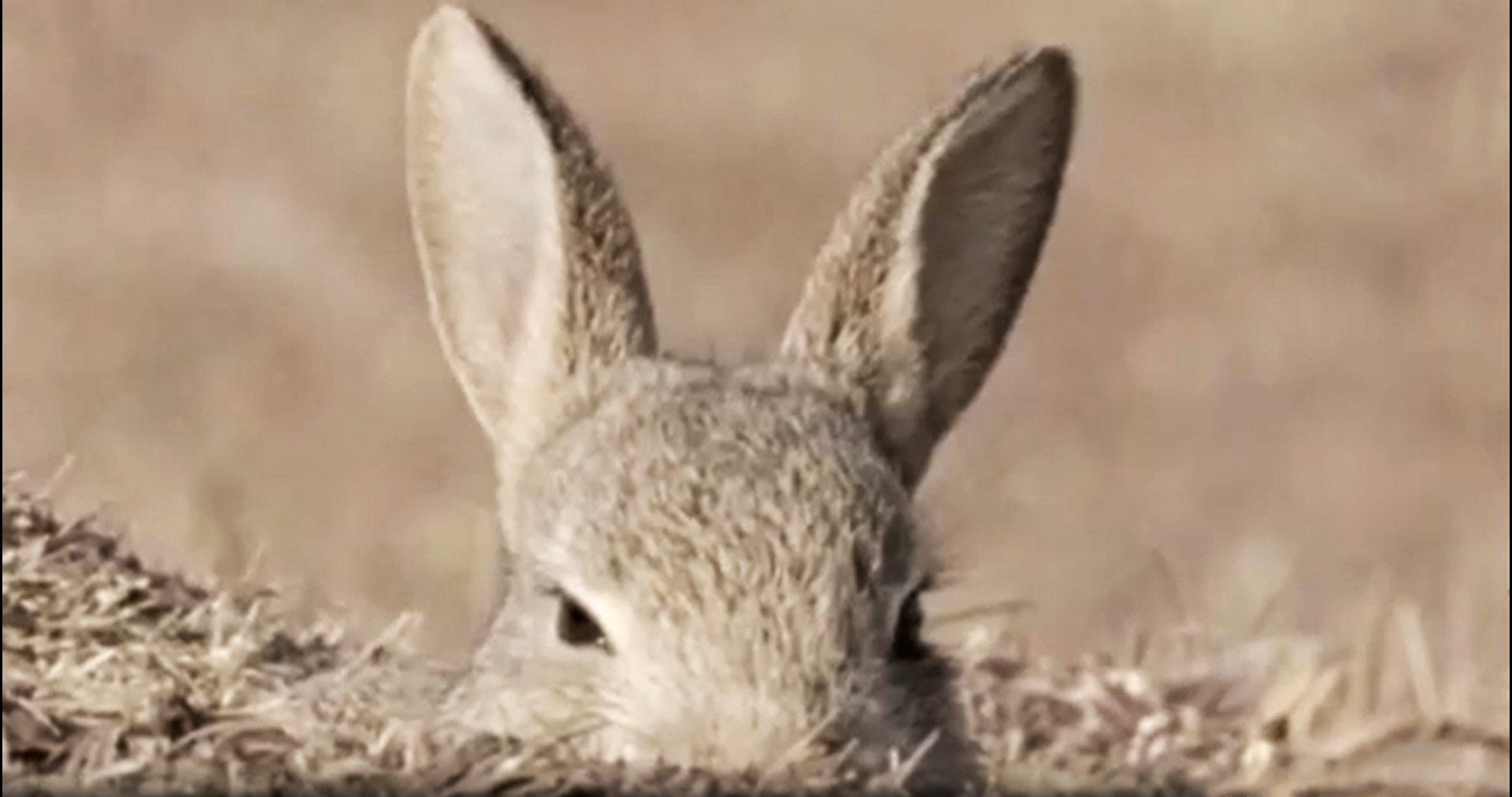 5. rabbit 2